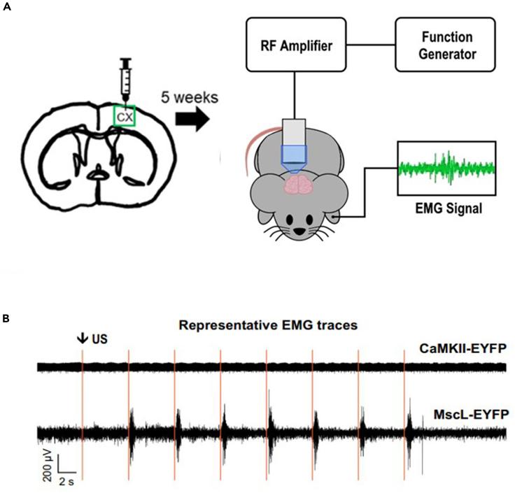 https://cdn.ncbi.nlm.nih.gov/pmc/blobs/6828/7995654/1e1e57eaead8/gr3.jpg