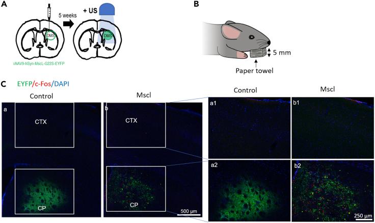 https://cdn.ncbi.nlm.nih.gov/pmc/blobs/6828/7995654/f2556d3c3ad7/gr2.jpg