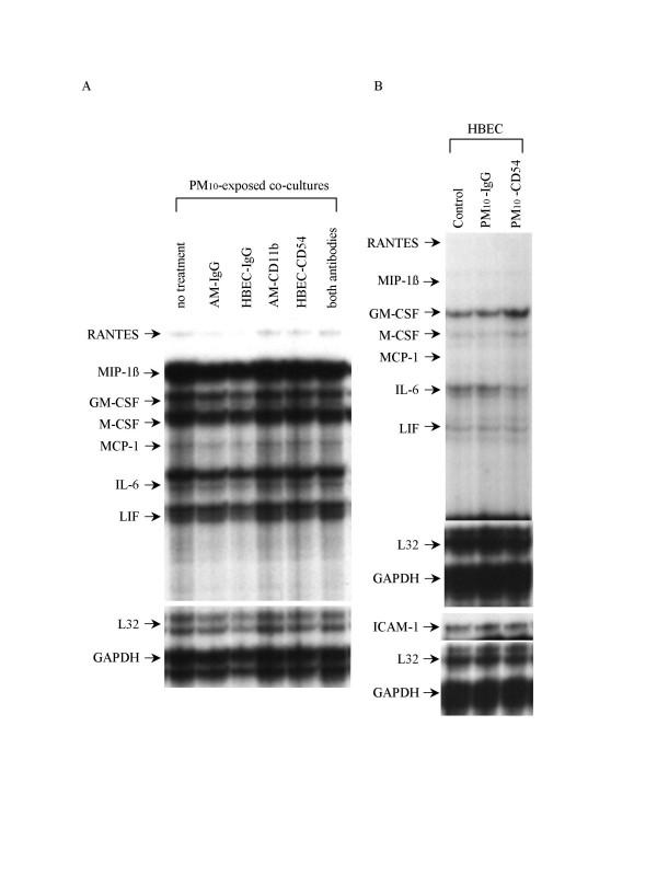 https://cdn.ncbi.nlm.nih.gov/pmc/blobs/6829/1199624/0033d38258b6/1465-9921-6-87-5.jpg