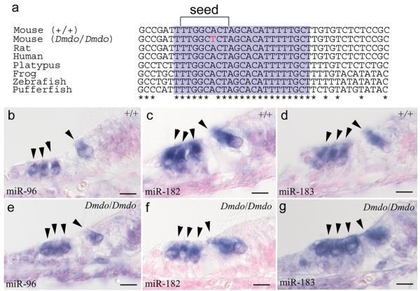 https://cdn.ncbi.nlm.nih.gov/pmc/blobs/6829/2705913/e09702e1d74e/ukmss-4251-f0002.jpg