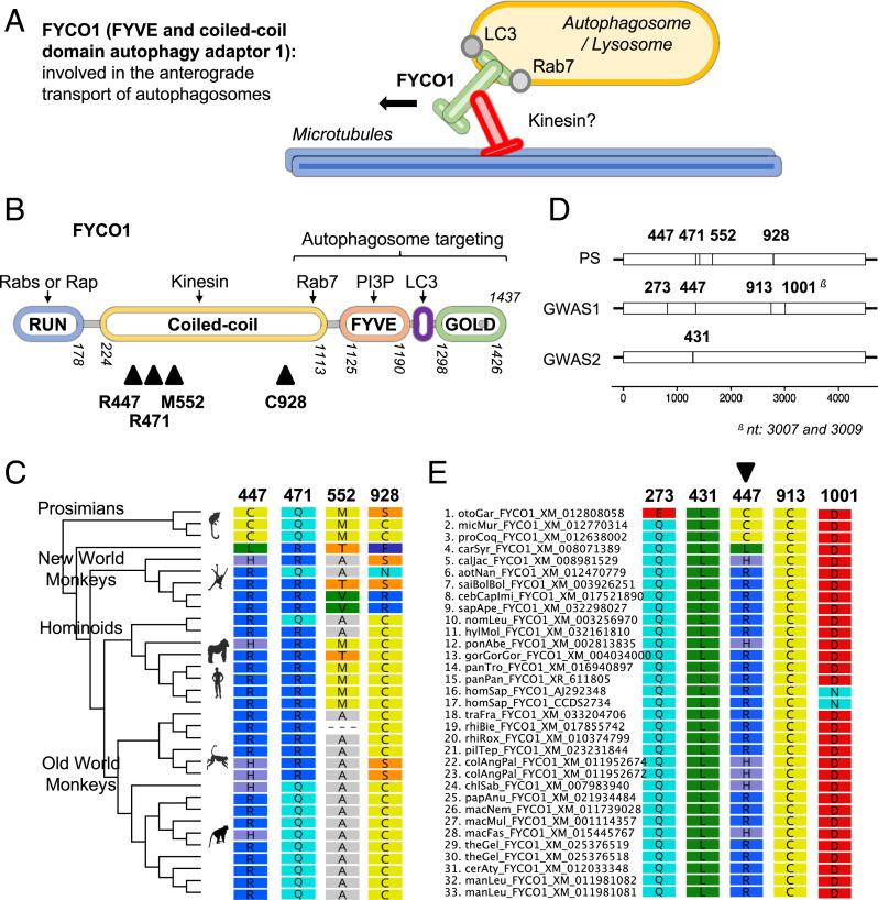 https://cdn.ncbi.nlm.nih.gov/pmc/blobs/6829/9436378/2955399a7e2e/pnas.2206610119fig04.jpg