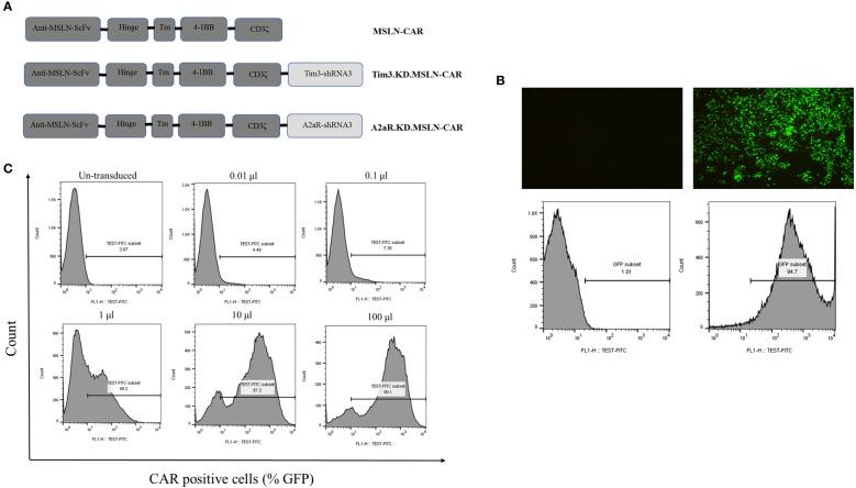 https://cdn.ncbi.nlm.nih.gov/pmc/blobs/682a/11157064/09608501c1af/fimmu-15-1362904-g001.jpg