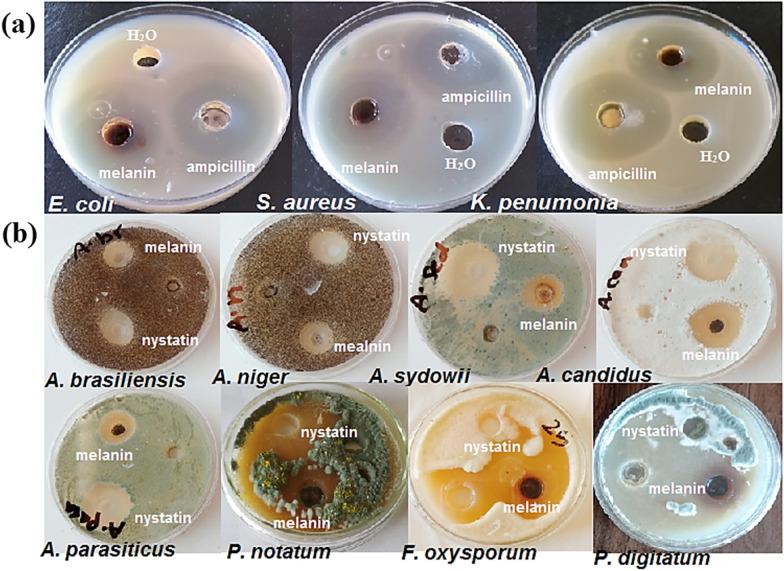 https://cdn.ncbi.nlm.nih.gov/pmc/blobs/6831/10895916/cffa4f438696/12934_2024_2335_Fig6_HTML.jpg