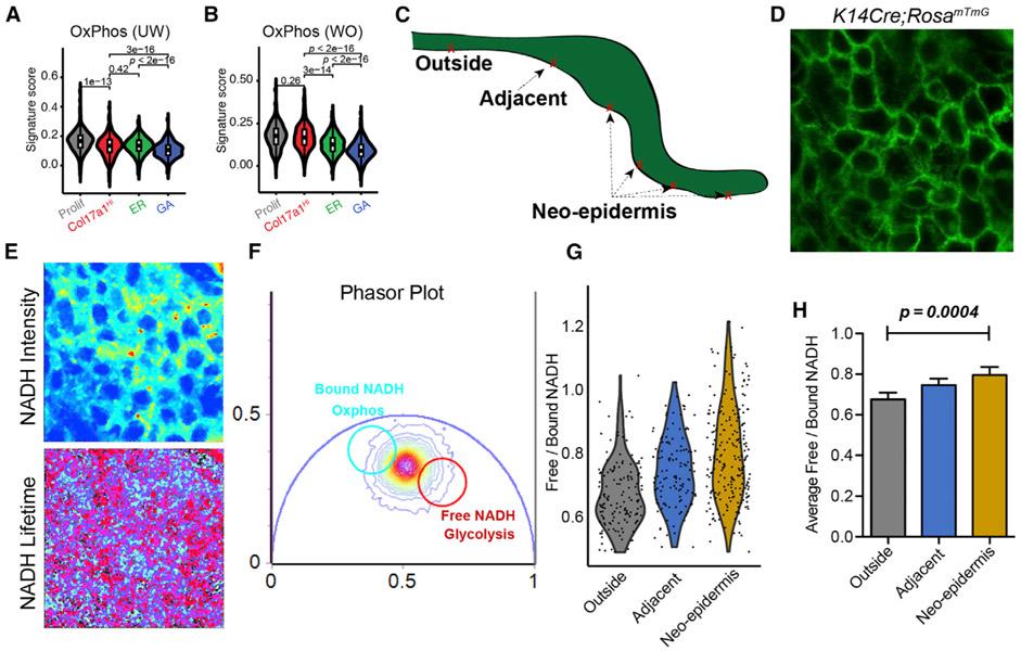 https://cdn.ncbi.nlm.nih.gov/pmc/blobs/6833/7218802/a0335f158e78/nihms-1578466-f0007.jpg
