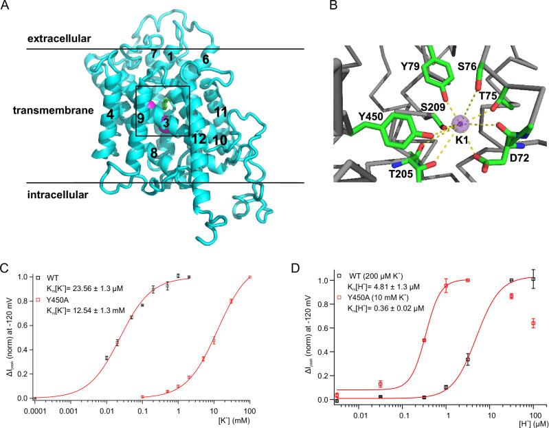https://cdn.ncbi.nlm.nih.gov/pmc/blobs/6834/11450230/a32498f585eb/41467_2024_52963_Fig6_HTML.jpg