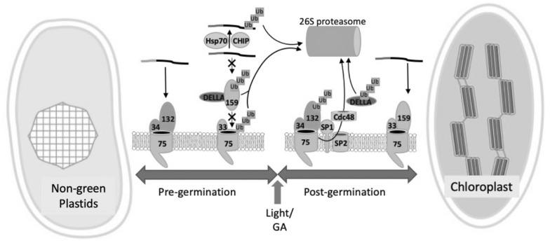https://cdn.ncbi.nlm.nih.gov/pmc/blobs/6835/6589150/5813e8d1c99c/10930_2019_9846_Fig3_HTML.jpg