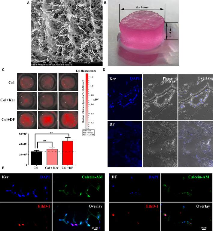 https://cdn.ncbi.nlm.nih.gov/pmc/blobs/6835/7520263/3873bbe55d68/JCMM-24-9692-g002.jpg