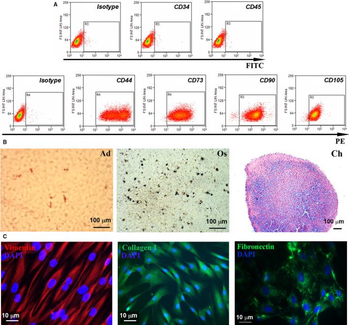 https://cdn.ncbi.nlm.nih.gov/pmc/blobs/6835/7520263/db7b83d80409/JCMM-24-9692-g001.jpg