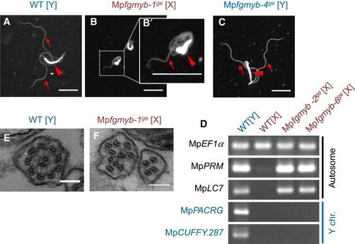 https://cdn.ncbi.nlm.nih.gov/pmc/blobs/683a/6418429/2a1eb6bd2724/EMBJ-38-e100240-g008.jpg