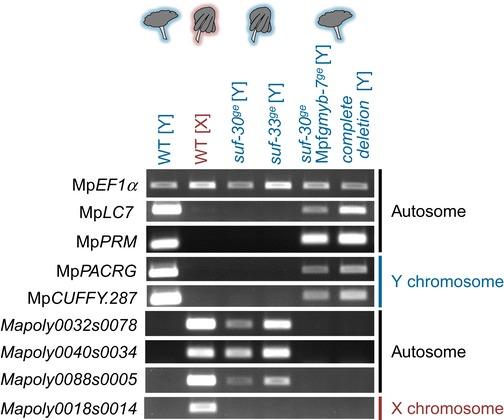 https://cdn.ncbi.nlm.nih.gov/pmc/blobs/683a/6418429/7f9c47353d91/EMBJ-38-e100240-g011.jpg