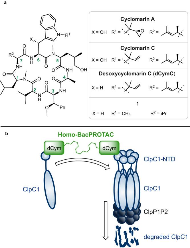 https://cdn.ncbi.nlm.nih.gov/pmc/blobs/683d/10914731/bbae170b637d/41467_2024_46218_Fig1_HTML.jpg