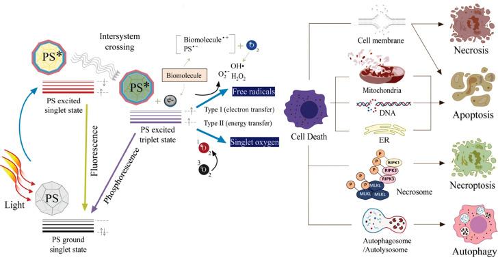 https://cdn.ncbi.nlm.nih.gov/pmc/blobs/6841/12374582/141645a7f1d2/thnov15p8259g013.jpg