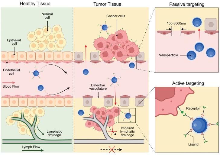 https://cdn.ncbi.nlm.nih.gov/pmc/blobs/6841/12374582/63d3b8901d1e/thnov15p8259g008.jpg