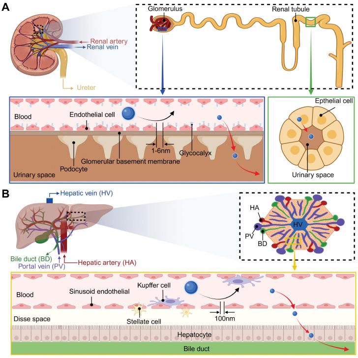 https://cdn.ncbi.nlm.nih.gov/pmc/blobs/6841/12374582/bdf42fe02cc5/thnov15p8259g007.jpg