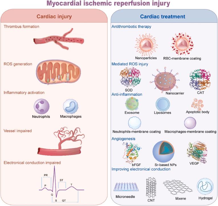 https://cdn.ncbi.nlm.nih.gov/pmc/blobs/6842/12398862/d3b12bb0ab4c/gr1.jpg