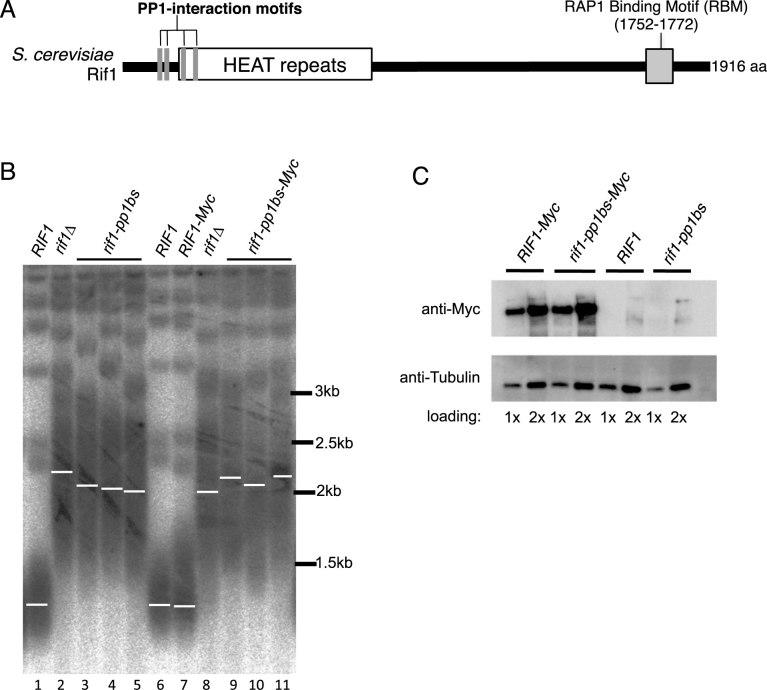 https://cdn.ncbi.nlm.nih.gov/pmc/blobs/6842/5934629/96a2e30a62a7/gky132fig1.jpg