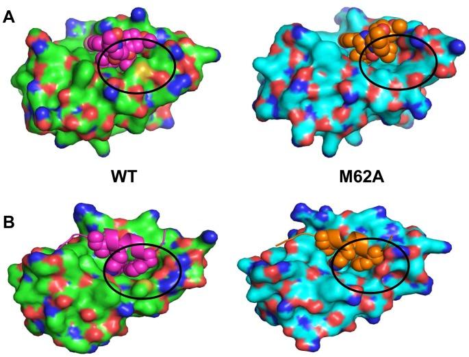 https://cdn.ncbi.nlm.nih.gov/pmc/blobs/6844/3641235/74812ccec190/pone.0062564.g009.jpg