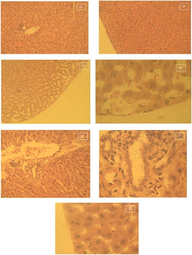 https://cdn.ncbi.nlm.nih.gov/pmc/blobs/684a/5348508/9f19e2089448/fphar-08-00107-g001.jpg