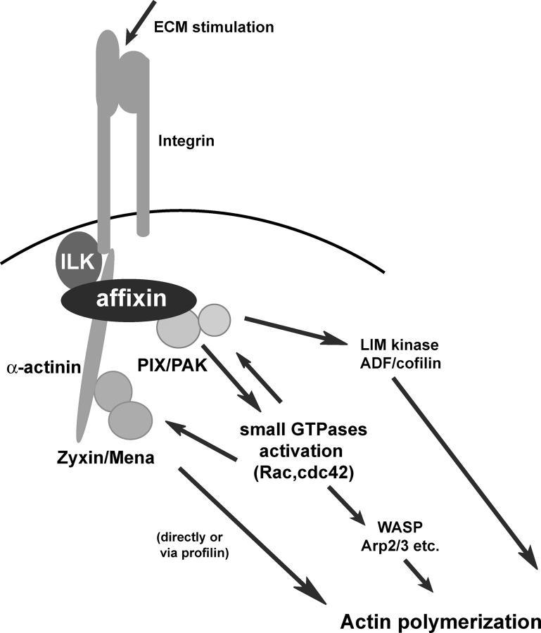 https://cdn.ncbi.nlm.nih.gov/pmc/blobs/684c/2172344/25847985958e/200308141f10.jpg