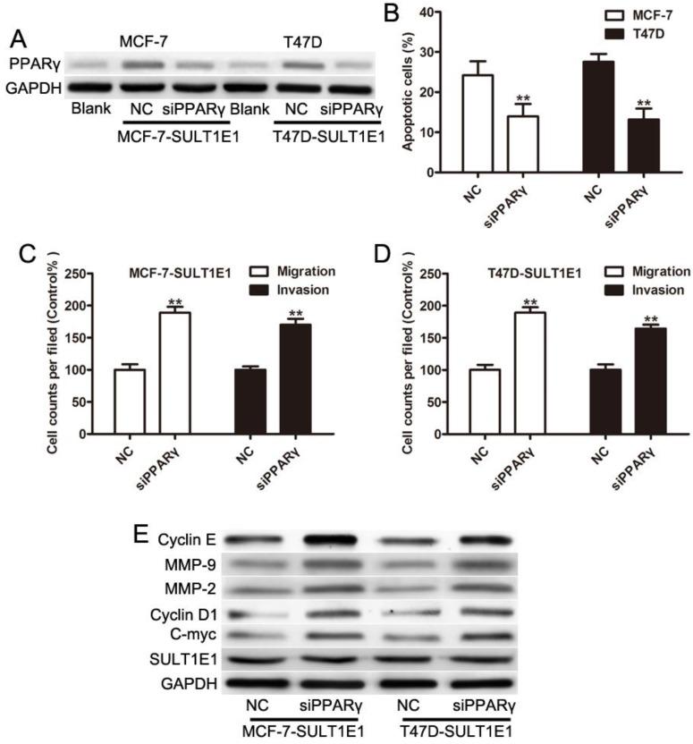 https://cdn.ncbi.nlm.nih.gov/pmc/blobs/684c/5868175/4d18efa3d864/jcav09p1078g004.jpg
