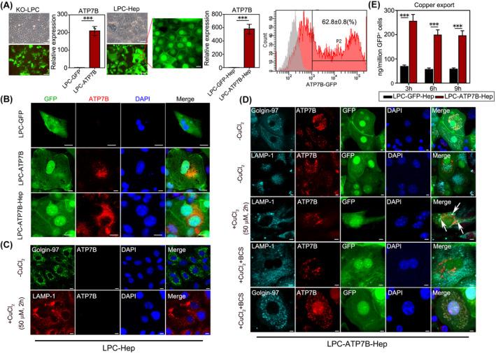 https://cdn.ncbi.nlm.nih.gov/pmc/blobs/684c/9790736/80f778902dc7/HEP-76-1046-g005.jpg