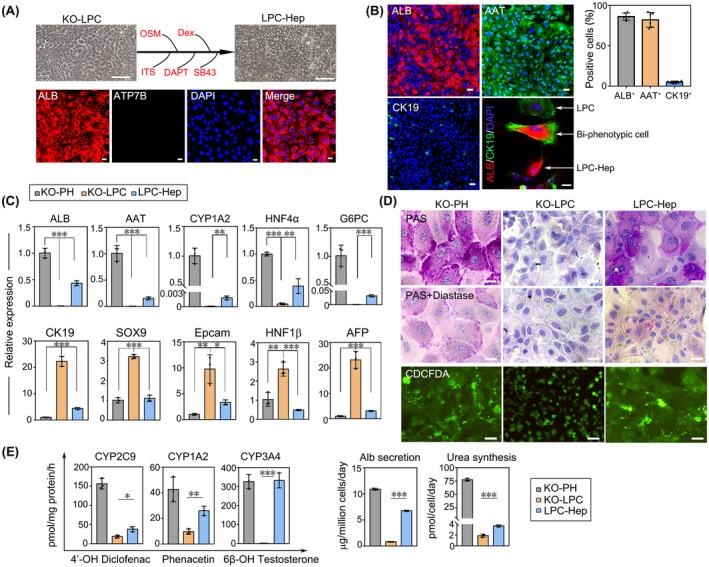 https://cdn.ncbi.nlm.nih.gov/pmc/blobs/684c/9790736/a7d72a0324c6/HEP-76-1046-g007.jpg