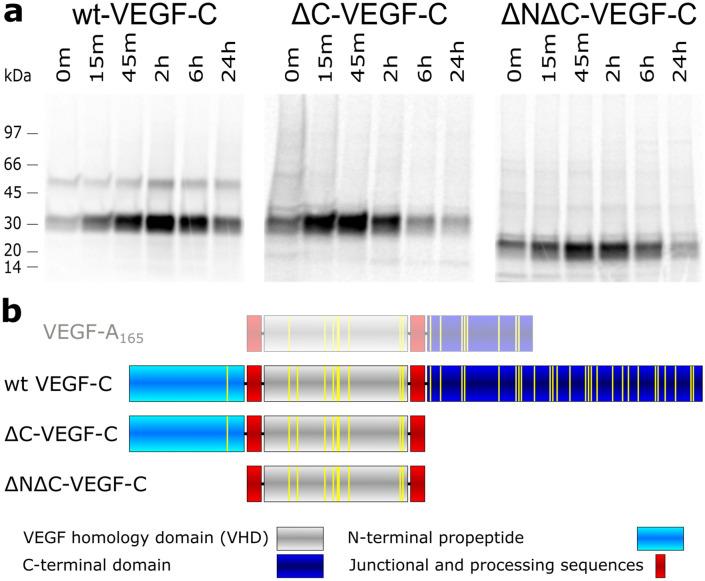 https://cdn.ncbi.nlm.nih.gov/pmc/blobs/684e/9616921/f3f611cebb21/41598_2022_22960_Fig1_HTML.jpg