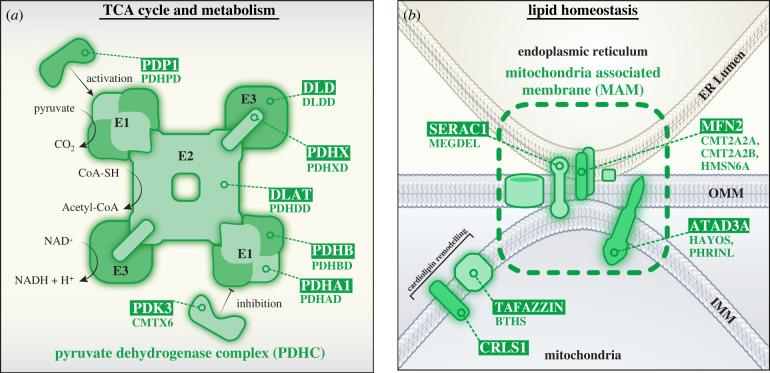https://cdn.ncbi.nlm.nih.gov/pmc/blobs/684e/9727669/7d57532dbde5/rsob220274f03.jpg