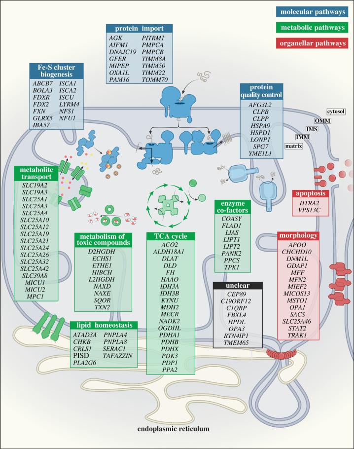 https://cdn.ncbi.nlm.nih.gov/pmc/blobs/684e/9727669/86b1133b4308/rsob220274f01.jpg