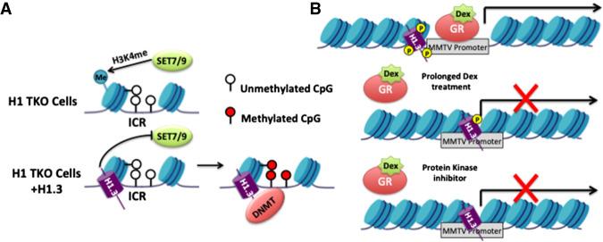https://cdn.ncbi.nlm.nih.gov/pmc/blobs/6851/7778270/66652de93bed/40f06.jpg
