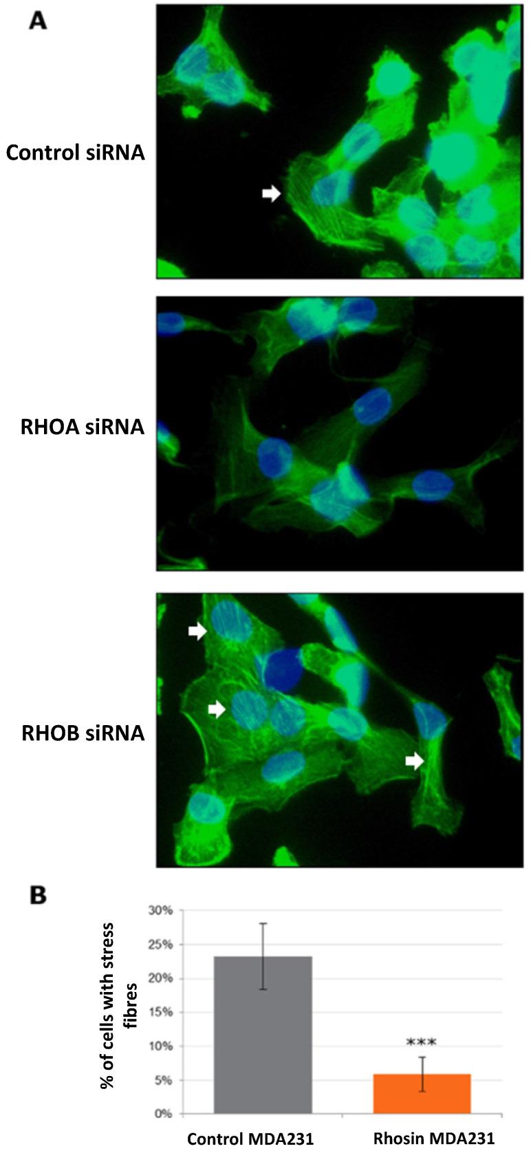 https://cdn.ncbi.nlm.nih.gov/pmc/blobs/6852/7645338/5808c2dcd382/ijmsv17p2799g004.jpg