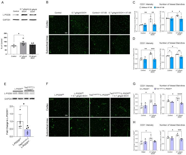 https://cdn.ncbi.nlm.nih.gov/pmc/blobs/685f/11640003/f98060f9c40a/cells-13-02007-g002.jpg
