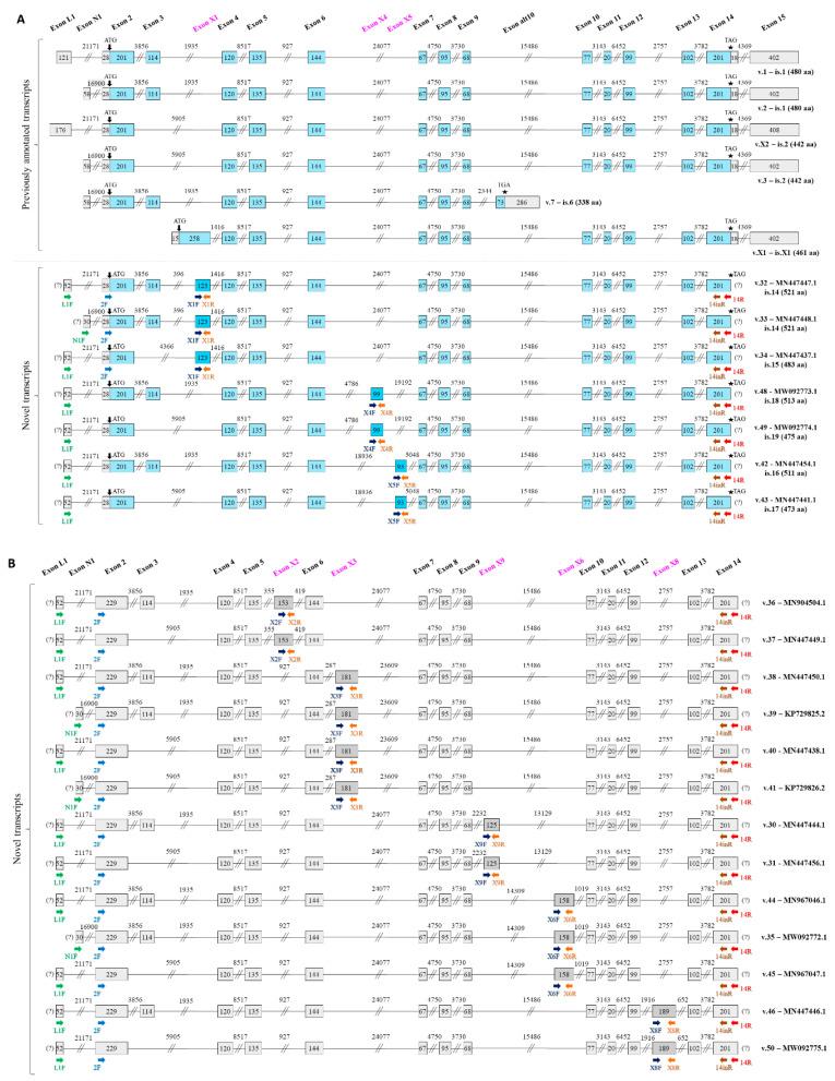 https://cdn.ncbi.nlm.nih.gov/pmc/blobs/6861/7697000/a532b7bd5b44/ijms-21-08568-g002.jpg