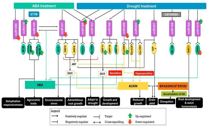 https://cdn.ncbi.nlm.nih.gov/pmc/blobs/6867/6696311/449cc88f3320/ijms-20-03766-g001.jpg