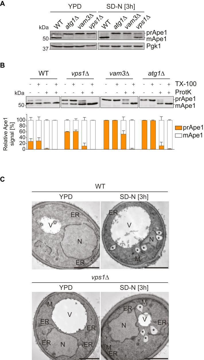 https://cdn.ncbi.nlm.nih.gov/pmc/blobs/6868/10196871/54ab73346abb/gr4.jpg