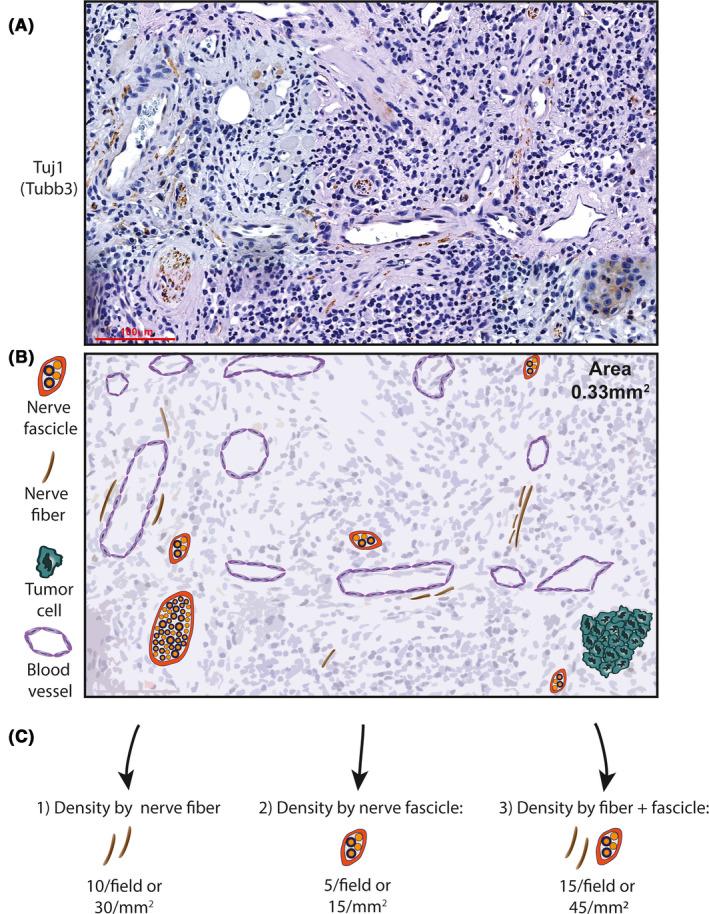https://cdn.ncbi.nlm.nih.gov/pmc/blobs/686c/8493966/c2becd95c646/FBA2-3-773-g002.jpg