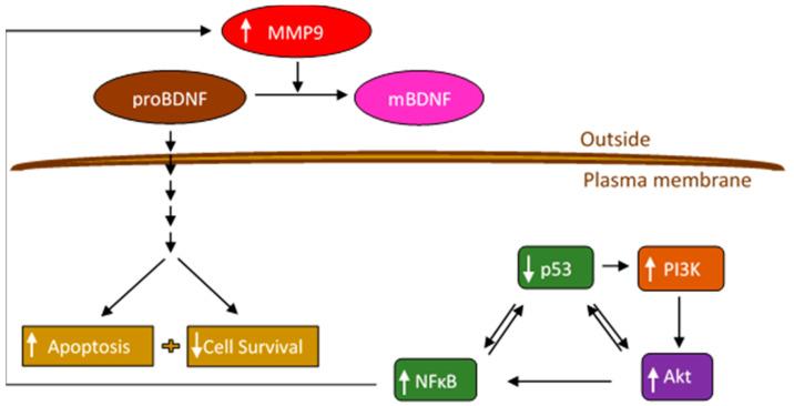 https://cdn.ncbi.nlm.nih.gov/pmc/blobs/686d/8267635/1781e64db23c/ijms-22-07059-g009.jpg