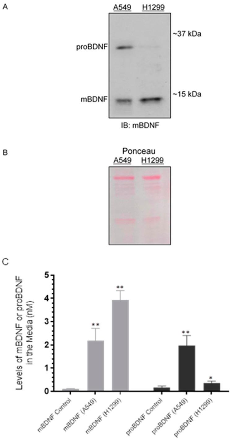 https://cdn.ncbi.nlm.nih.gov/pmc/blobs/686d/8267635/e28dc002f51a/ijms-22-07059-g002.jpg