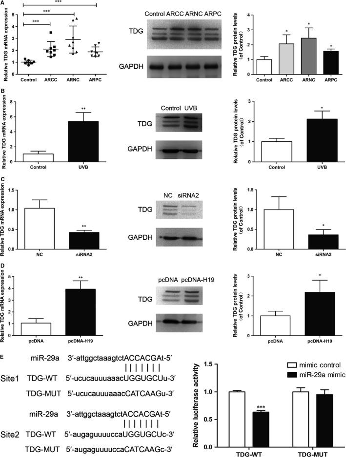 https://cdn.ncbi.nlm.nih.gov/pmc/blobs/686f/6714223/1553b22b7aab/JCMM-23-6131-g004.jpg