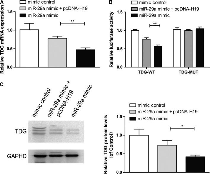 https://cdn.ncbi.nlm.nih.gov/pmc/blobs/686f/6714223/6cd1ecc573c7/JCMM-23-6131-g005.jpg