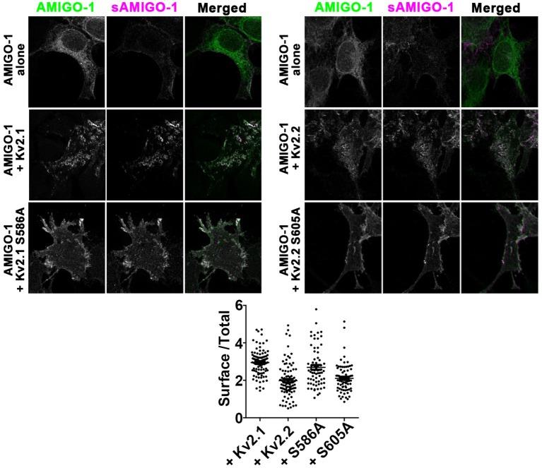 https://cdn.ncbi.nlm.nih.gov/pmc/blobs/6872/5780429/7914c0958101/fnmol-11-00001-g0009.jpg