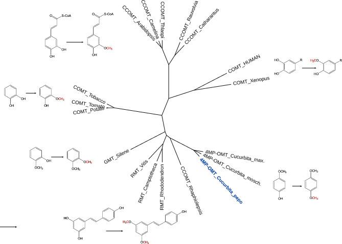https://cdn.ncbi.nlm.nih.gov/pmc/blobs/6875/11022444/38d4a7e79919/12870_2024_4955_Fig4_HTML.jpg