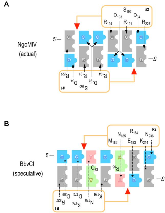 https://cdn.ncbi.nlm.nih.gov/pmc/blobs/6877/6326814/5801953ede3f/gky1059fig9.jpg