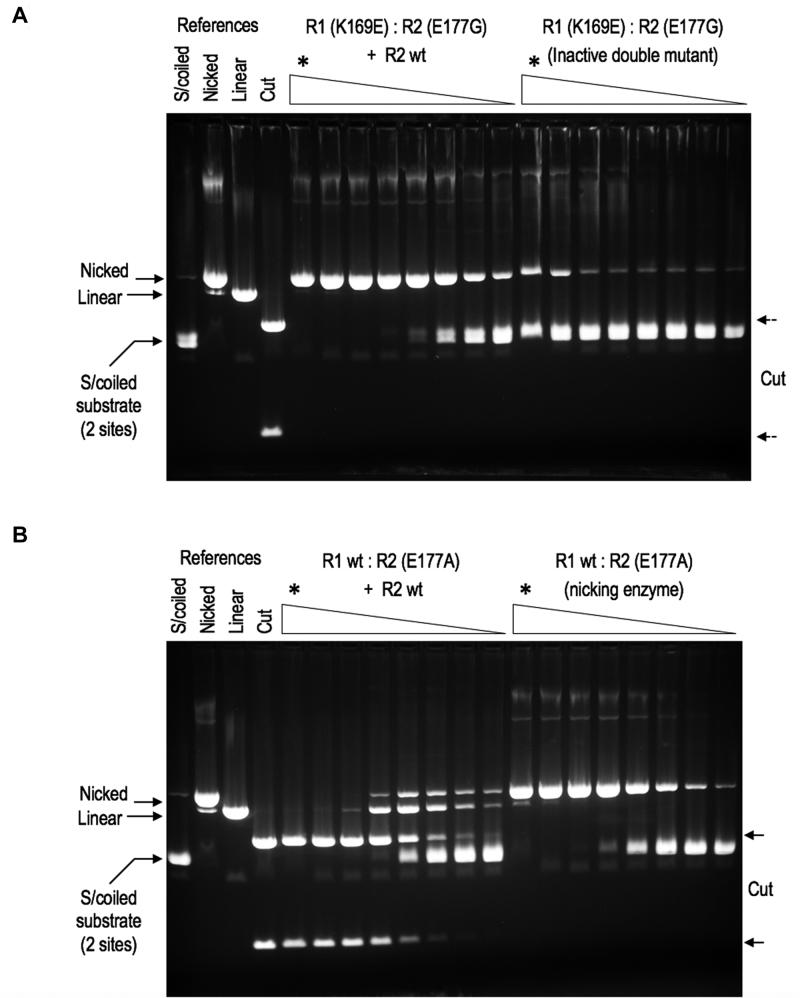 https://cdn.ncbi.nlm.nih.gov/pmc/blobs/6877/6326814/9e0fa83b56a6/gky1059fig5.jpg