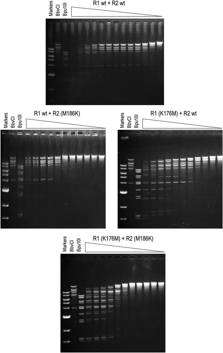 https://cdn.ncbi.nlm.nih.gov/pmc/blobs/6877/6326814/cb6e442672e5/gky1059fig10.jpg