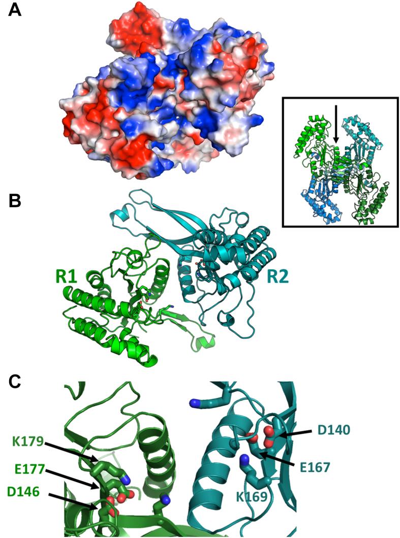 https://cdn.ncbi.nlm.nih.gov/pmc/blobs/6877/6326814/d51af8538eeb/gky1059fig4.jpg