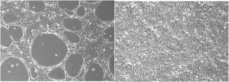https://cdn.ncbi.nlm.nih.gov/pmc/blobs/687a/5363728/29b4a8437b6d/gr1.jpg