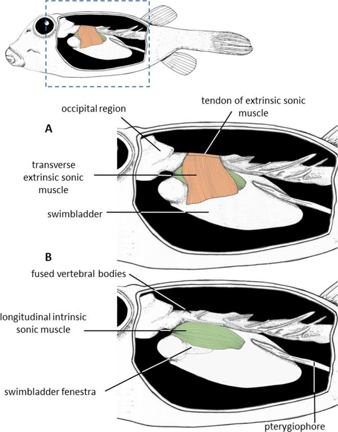 https://cdn.ncbi.nlm.nih.gov/pmc/blobs/687f/6428821/112448cb4f98/41598_2019_41198_Fig2_HTML.jpg