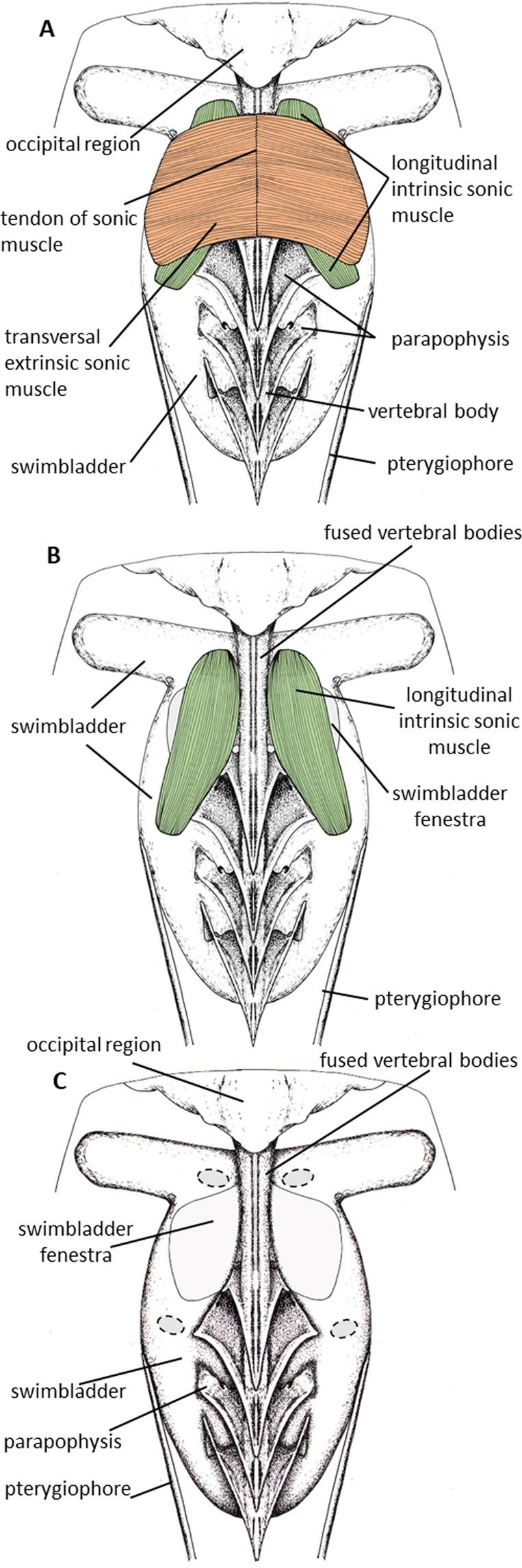 https://cdn.ncbi.nlm.nih.gov/pmc/blobs/687f/6428821/7b2e21008c70/41598_2019_41198_Fig1_HTML.jpg