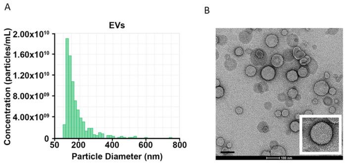 https://cdn.ncbi.nlm.nih.gov/pmc/blobs/6880/12028296/24b20334ebd0/ijms-26-03819-g001.jpg